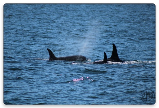 Three orca wales surfacing and submerging in the ocean. One, exhaling through its blowhole, has its white patch by the eye visible above the water 