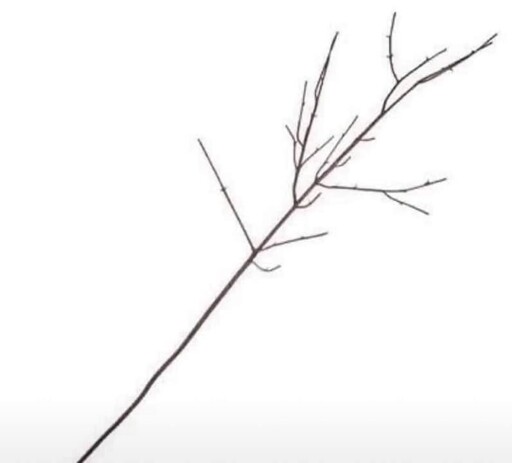 Just to prove, that people will argue about anything: This is a stick.