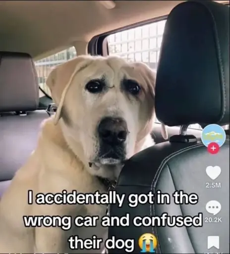 Picture of a extremely confused looking dog captioned "I accidentally got in the wrong car and confused their dog"